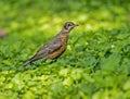 An immature Robin sits near his parent in green grass. Royalty Free Stock Photo