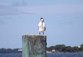 Immature Royal Tern Bird Facing Camera