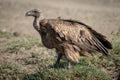 Immature Ruppell griffon vulture stands on grass Royalty Free Stock Photo