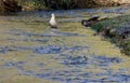Immature seagull stands in Goldstream River as Chum salmon swim upstream