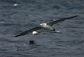 Shy Albatross, Thalassarche cauta