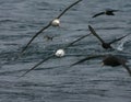 Shy Albatross, Thalassarche cauta