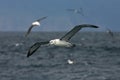 Shy Albatross, Thalassarche cauta