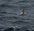 Shy Albatross, Thalassarche cauta