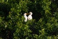 Immature Great Egret`s playing