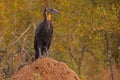 Immature Southern Ground Hornbill Bucorvus leadbeateri 10680