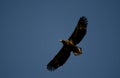 Immature Steller\'s sea eagle in flight Royalty Free Stock Photo