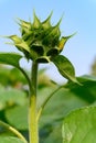 immature sunflower close up vertical composition Royalty Free Stock Photo