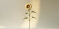immature sunflower detached on a backdrop. Royalty Free Stock Photo