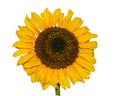 Immature Sunflower isolated on a white background. Young blooming sunflower Royalty Free Stock Photo