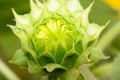 The immature sunflower will be bloom Royalty Free Stock Photo
