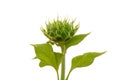 The immature sunflower will be bloom Royalty Free Stock Photo