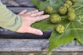 Immature sycamore seeds lie on large sycamore leaves on old wooden bench. Woman's hand touches seeds of sycamore tree. Royalty Free Stock Photo
