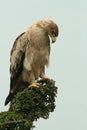 Immature tawny eagle Royalty Free Stock Photo