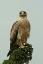 Immature tawny eagle Royalty Free Stock Photo