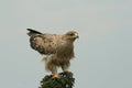 Immature tawny eagle