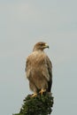 Immature tawny eagle