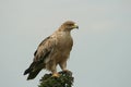 Immature tawny eagle Royalty Free Stock Photo