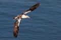 Immature Northern Gannet - Morus bassanus in flight.