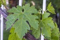 Immature tiny grapes, grape leaf, grape leaf and grape fruit pictures