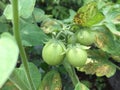 Immature tomato plants growing in the home garden. Royalty Free Stock Photo