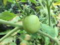 Immature tomato plants growing in the home garden. Royalty Free Stock Photo