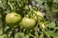 Immature tomatoes on a branch. Tomato Bush in the garden