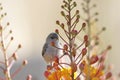 Immature Verdin perches on Red Bird of Paradise blossoms