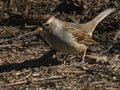 Immature White-crowned Sparrow Ground Feeding