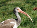 Immature White Ibis