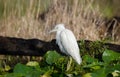 Immature white Little Blue Heron, Okefenokee Swamp National Wildlife Refuge