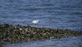 Immature white Snowy Egret on Pickney Island National Wildlife Refuge, USA Royalty Free Stock Photo