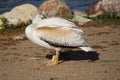 Immature white pelican resting head in feathers