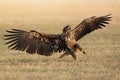 Immature white-tailed eagle with open wings on field