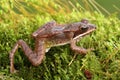 Immature Wood Frog Rana sylvatica Royalty Free Stock Photo