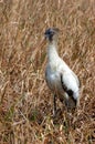 Immature Wood Stork Royalty Free Stock Photo
