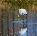 Immature Wood Stork Biting a Wiggling Snake Royalty Free Stock Photo