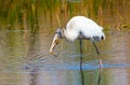 Immature Wood Stork Trying to Eat a Wiggling Snake Royalty Free Stock Photo