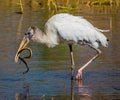 Immature Wood Stork with a Wiggling Snake Royalty Free Stock Photo