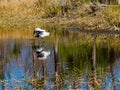 Wood Storks Feeding in the Swamp Royalty Free Stock Photo