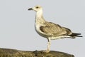 An immature of yellow-legged gull / Larus cachinnans Royalty Free Stock Photo