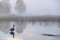 Immature young swan standing in water