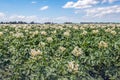 Immense field with flowering potato plants Royalty Free Stock Photo
