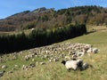 Immense flock of sheep lambs and goats grazing