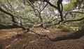 Immense spreading oak