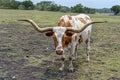 Closeup of Texas longhorn steer in a pasture with tan and white markings.