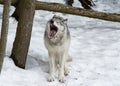 Yawning Wolf in the Quebec Boreal Forest Royalty Free Stock Photo