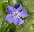 Immergruen, Vinca major Royalty Free Stock Photo