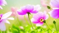 Beautiful pink flowers anemones and ladybug in spring nature outdoors against blue sky macro soft focus.