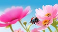 Beautiful pink flowers anemones and ladybug in spring nature outdoors against blue sky macro soft focus.